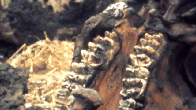 Representative image: Burning Tree Mastodon excavation (mid-December 1989), Burning Tree Golf Course, Heath, east-central Ohio, USA The Burning Tree Mastodon represents the most complete skeleton of American Mastodon ever found. The specimen