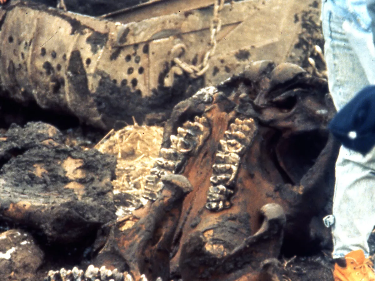 Representative image: Burning Tree Mastodon excavation (mid-December 1989), Burning Tree Golf Course, Heath, east-central Ohio, USA The Burning Tree Mastodon represents the most complete skeleton of American Mastodon ever found. The specimen