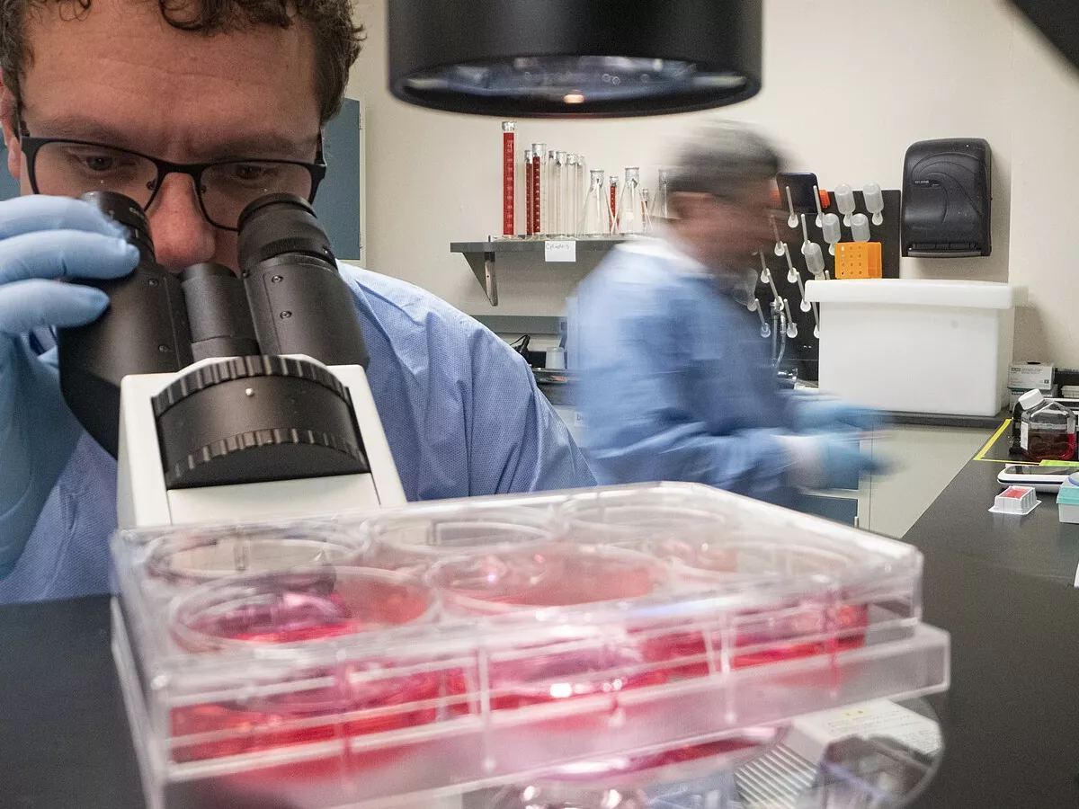 Representative image: Nov 13, 2019 -- U.S. Department of Agriculture (USDA) Agricultural Research Service (ARS) Plum Island Animal Disease Center African Swine fever Research conducted by lead scientist Dr. Manuel Borca and Senior Scientist D