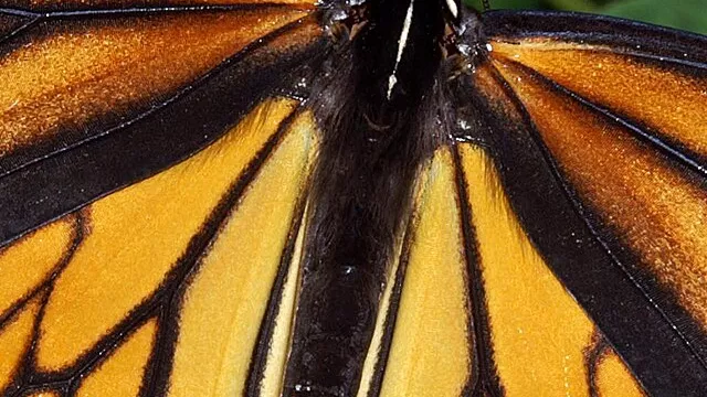 Representative image: Photograph of a Monarch Butterfly