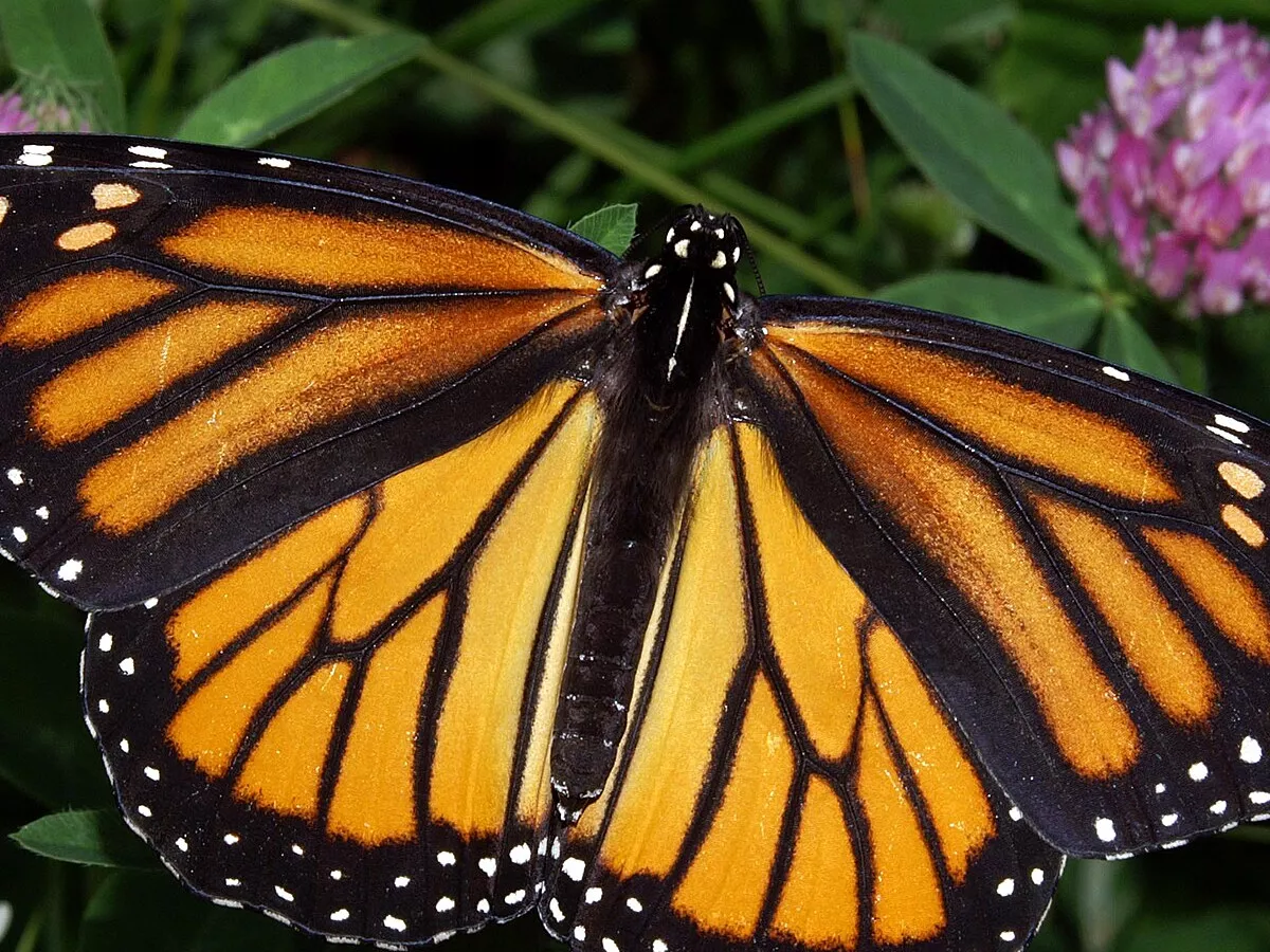 Representative image: Photograph of a Monarch Butterfly