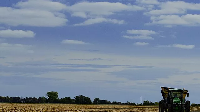Representative image: Pie Pumpkin Harvest near Princeville, Illinois USA