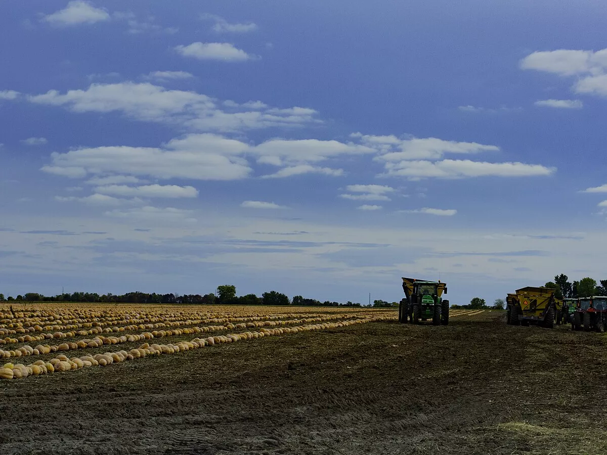 Representative image: Pie Pumpkin Harvest near Princeville, Illinois USA