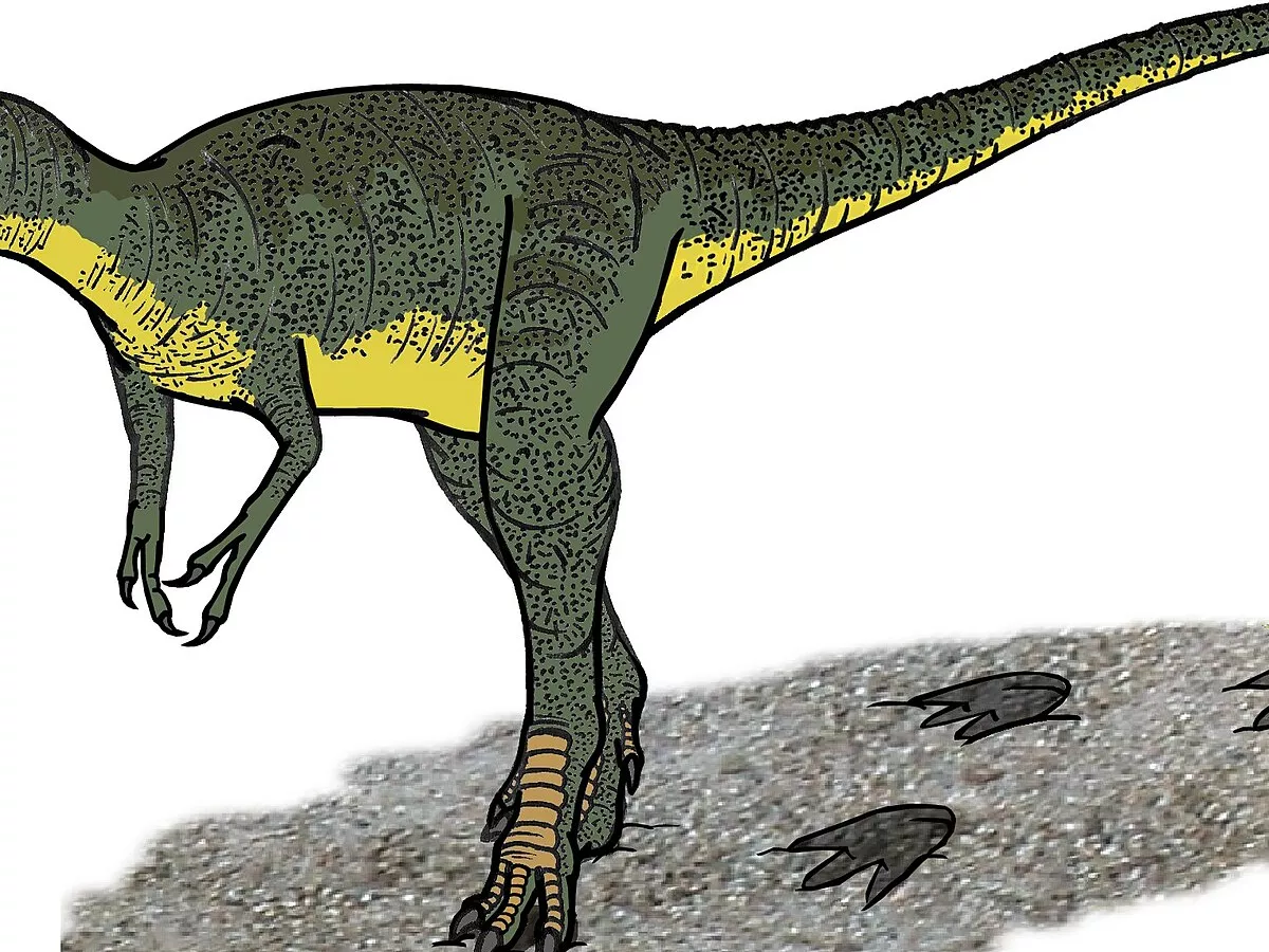 Representative image: Restoration of Nanotyrannus lancensi, a genus of theropod dinosaur from North America, late Cretaceous period. Some scientists previously regarded the known fossils of it as remains from juvenile specimens of Tyrannosaur