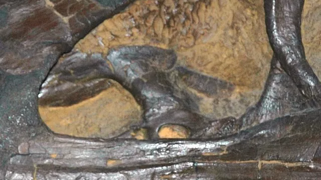 Representative image: Nanotyrannus lancensis (Gilmore, 1946) theropod dinosaur skull (60 cm long) from the Cretaceous of Montana, USA (public display, CMNH 5741, Cleveland Museum of Natural History, Cleveland, Ohio, USA). A remarkable “pygmy”
