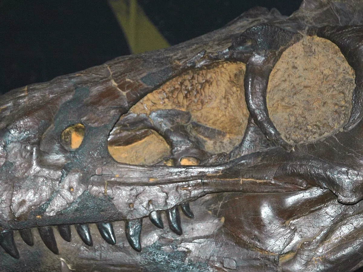 Representative image: Nanotyrannus lancensis (Gilmore, 1946) theropod dinosaur skull (60 cm long) from the Cretaceous of Montana, USA (public display, CMNH 5741, Cleveland Museum of Natural History, Cleveland, Ohio, USA). A remarkable “pygmy”