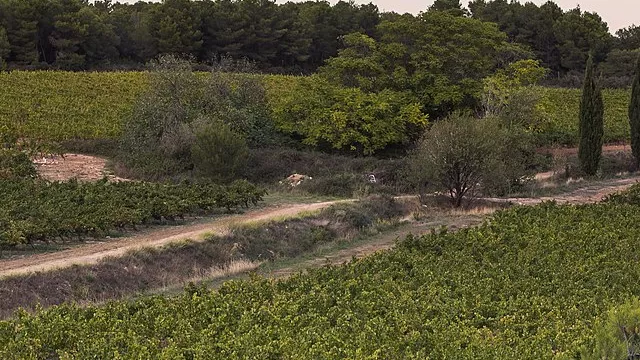 Representative image: Landscape of vineyards, trail and pine forest in the commune of Castelnau-de-Guers, Hérault, France