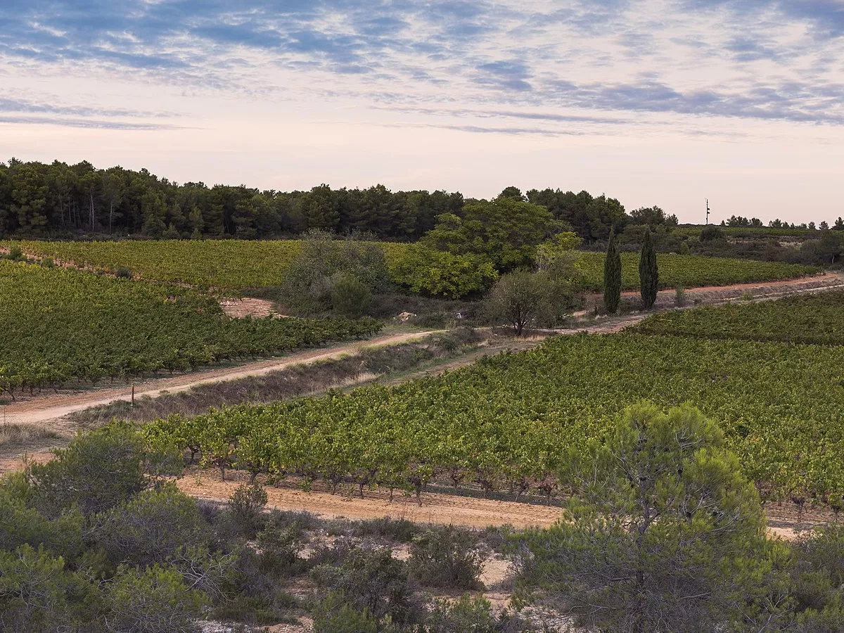 Representative image: Landscape of vineyards, trail and pine forest in the commune of Castelnau-de-Guers, Hérault, France