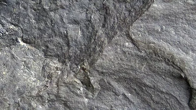 Representative image: Zoophycos burrow in shale in the Pennsylvanian of Ohio, USA. The Pottsville Group is a Pennsylvanian-aged cyclothemic succession in eastern Ohio that contains nonmarine shales, marine shales, siltstones, sandstones, coal
