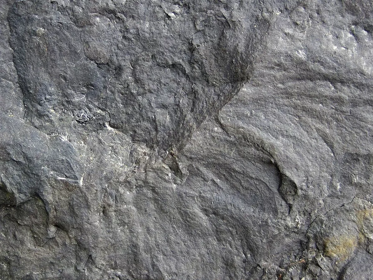 Representative image: Zoophycos burrow in shale in the Pennsylvanian of Ohio, USA. The Pottsville Group is a Pennsylvanian-aged cyclothemic succession in eastern Ohio that contains nonmarine shales, marine shales, siltstones, sandstones, coal