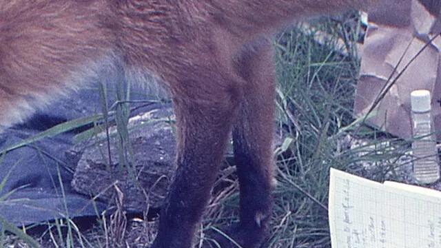 Representative image: This fox was very friendly and would often curl up next to the excavation and watch us work (and sometimes fall asleep --- archaeology is not always that exciting). The tarp was covering part of the excavation to keep it