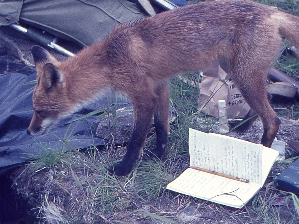 Representative image: This fox was very friendly and would often curl up next to the excavation and watch us work (and sometimes fall asleep --- archaeology is not always that exciting). The tarp was covering part of the excavation to keep it