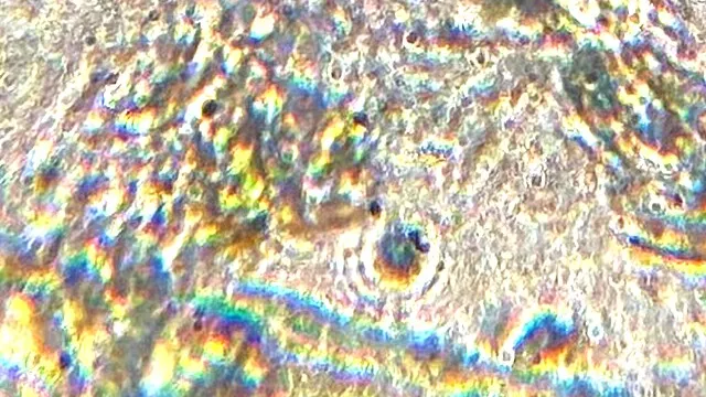 Representative image: The image is a photomicrograph of the empty shell of a testate amoeba from a moss sample. The image was taken using a ESAW student compound monocular microscope.