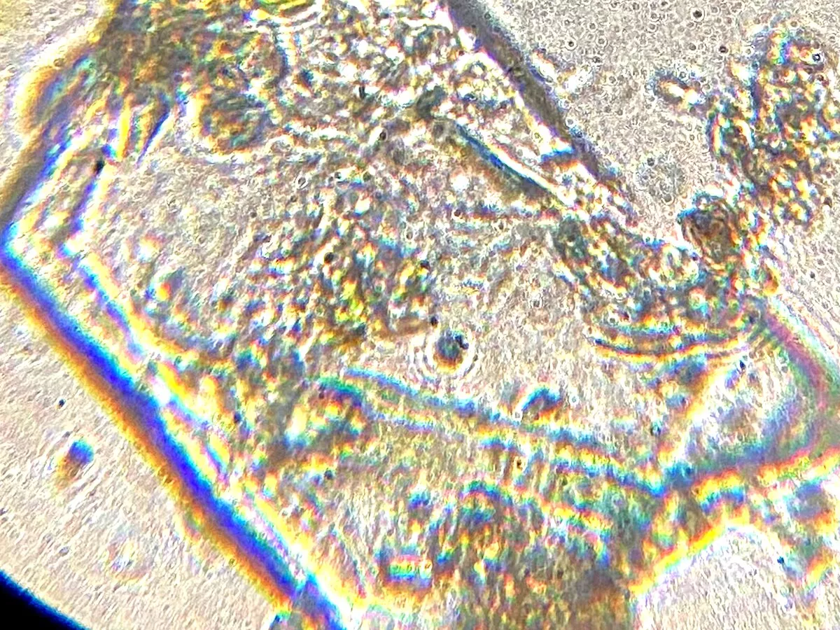 Representative image: The image is a photomicrograph of the empty shell of a testate amoeba from a moss sample. The image was taken using a ESAW student compound monocular microscope.