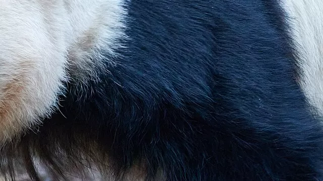 Representative image: Giant Panda Ya Lun, born and now living at Zoo Atlanta in Atlanta, GA, USA. Daughter of Giant Panda Lun Lun. Her biological dad is Giant Panda Yang Yang. Twin sister of Giant Panda Xi Lun.