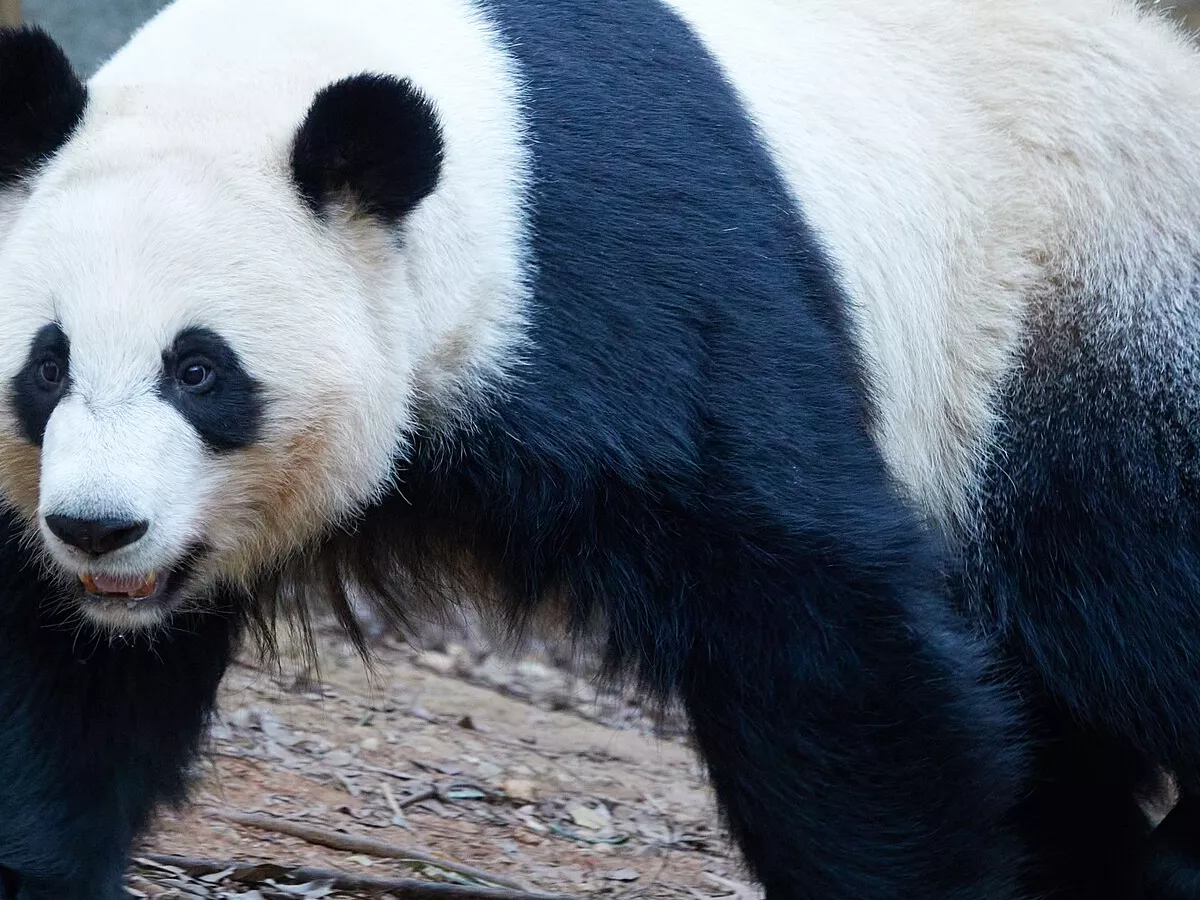 Representative image: Giant Panda Ya Lun, born and now living at Zoo Atlanta in Atlanta, GA, USA. Daughter of Giant Panda Lun Lun. Her biological dad is Giant Panda Yang Yang. Twin sister of Giant Panda Xi Lun.