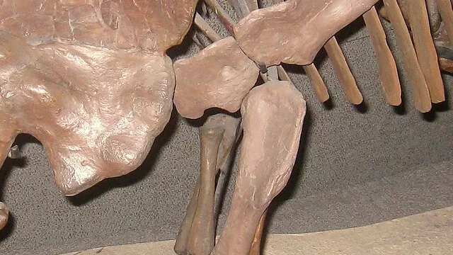 Representative image: Avaceratops lammersi fossil. Exhibit in the Academy of Natural Sciences, 1900 Benjamin Franklin Parkway, Philadelphia, Pennsylvania, USA. Photography was permitted in this area of the museum without restrictions.