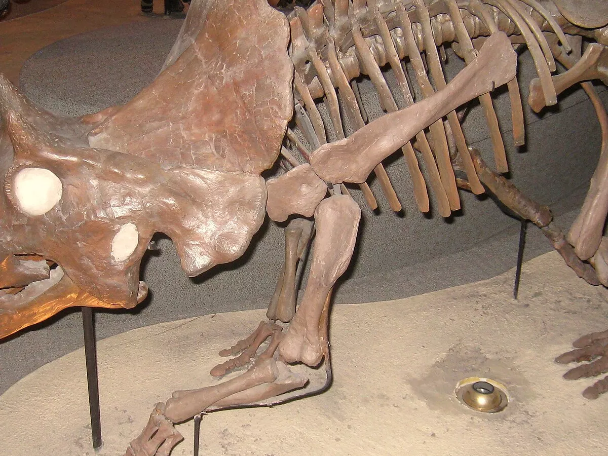 Representative image: Avaceratops lammersi fossil. Exhibit in the Academy of Natural Sciences, 1900 Benjamin Franklin Parkway, Philadelphia, Pennsylvania, USA. Photography was permitted in this area of the museum without restrictions.