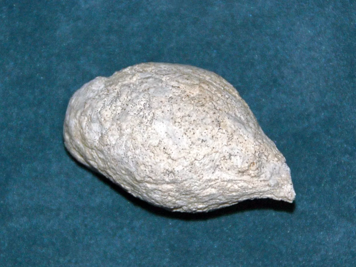 Representative image: Coprolite from the Miocene of Nebraska, USA. (public display, Ashfall Fossil Beds State Historical Park, Nebraska, USA) Fossil biogenic products are objects produced by ancient organisms. Many paleontologists refer to th