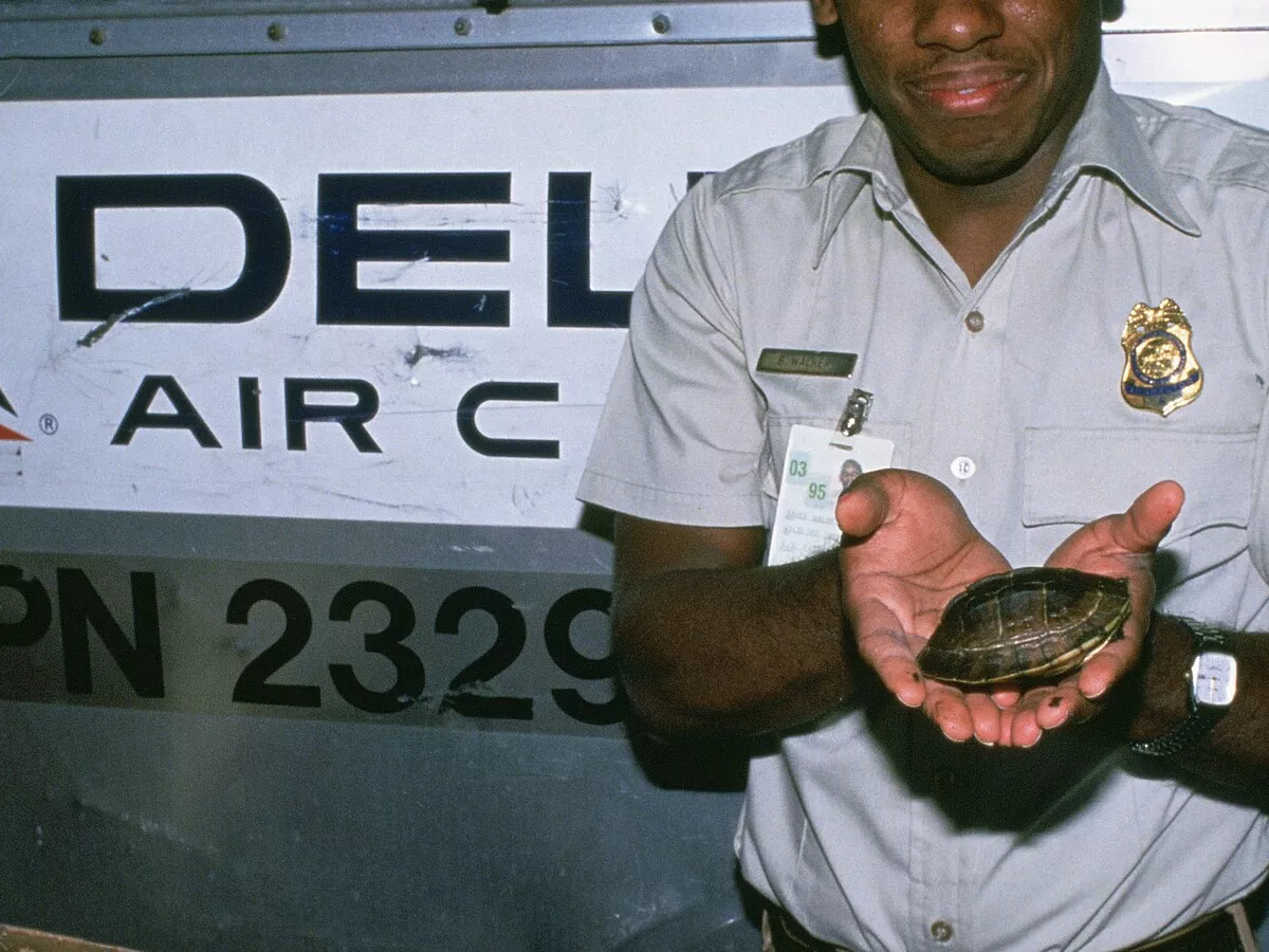 Representative image: Note: Some of the following information may have arrived from the agency cut off or incomplete. Creator: Hollingsworth, John and Karen. Subjects: Law enforcement; Inspection; Confiscation; Reptiles; Turtles; Turtle; Wild