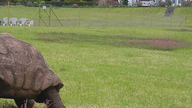 Representative image: Tortoise Jonathan at Plantation House Saint Helena March 2020. Jonathan was hatched c. 1832 in the Seychelles and brought to Saint Helena in 1882.