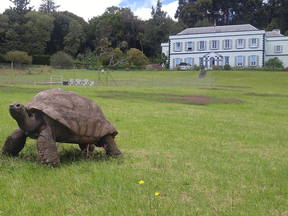 Representative image: Tortoise Jonathan at Plantation House Saint Helena March 2020. Jonathan was hatched c. 1832 in the Seychelles and brought to Saint Helena in 1882.